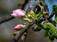 Apfelbaum Blütenknospen in verschiedenem Stadium